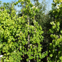 Cercis canadensis Lavender Twist