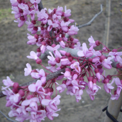 Cercis canadensis Lavender Twist