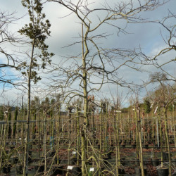 Cercis canadensis Lavender Twist