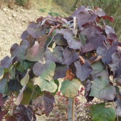 Cercis canadensis Ruby Falls