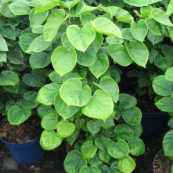 Cercis chinensis 'Avondale'