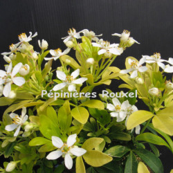 Choisya ternata Sundance