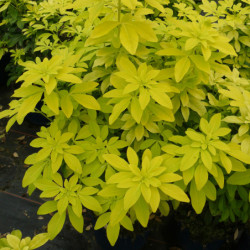 Choisya ternata Sundance