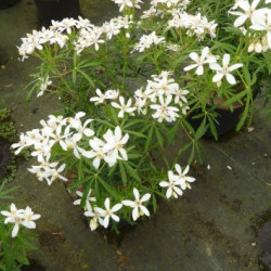 Choisya ternata White Dazzler
