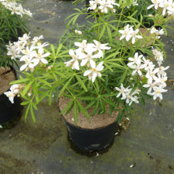 Choisya ternata White Dazzler