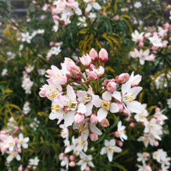 Choisya ternata White Dazzler