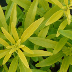 Choisya ‘Aztec Gold‘ ® - ‘Hilgold’ - Oranger du Mexique