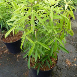 Choisya ‘Aztec Gold‘ ® - ‘Hilgold’ - Oranger du Mexique