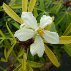 Choisya ‘Aztec Gold‘ ® - ‘Hilgold’ - Oranger du Mexique