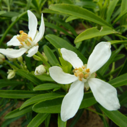 Choisya ‘Aztec Gold‘ ® - ‘Hilgold’ - Oranger du Mexique