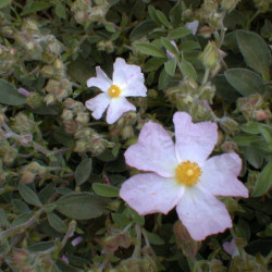 Cistus skanbergii - Ciste