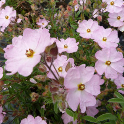 Cistus skanbergii - Ciste