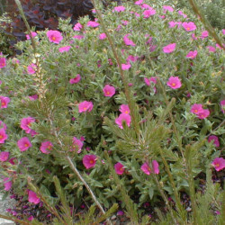 Cistus pulverulentus ‘Sunset’
