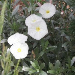Convolvulus cneorum