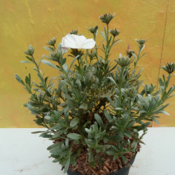 Convolvulus cneorum