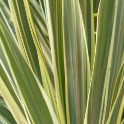 Cordyline australis Torbay Dazzler