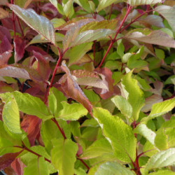Cornus alba ‘Aurea