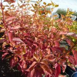 Cornus alba ‘Aurea