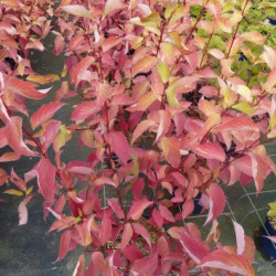 Cornus alba ‘Aurea