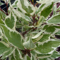 Cornus alba ‘Elegantissima’