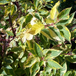 Cornus alba 'Gouchaultii' - Cornouiller blanc