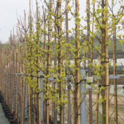 Cornus officinalis 'Robins Pride' - Cornouiller officinal