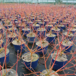 Cornus sanguinea 'Midwinter Fire' - Cornouiller