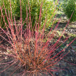 Cornus sanguinea 'Midwinter Fire' - Cornouiller