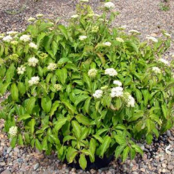 Cornus stolonifera Kelsey