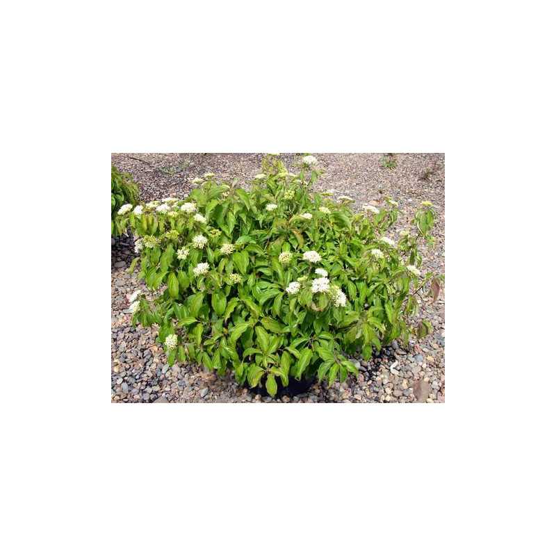 Cornus stolonifera Kelsey
