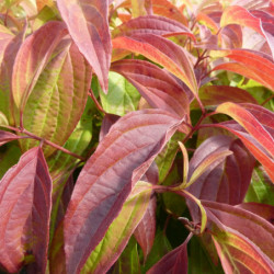 Cornus stolonifera Kelsey
