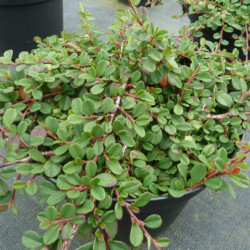 Cotoneaster microphyllus Streibs Findling