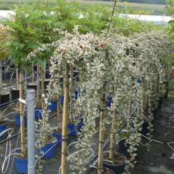 Cotoneaster × suecicus 'Juliette'