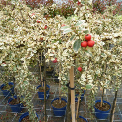 Cotoneaster × suecicus 'Juliette'