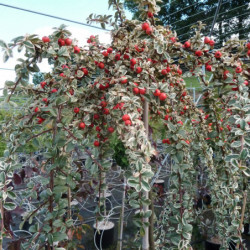 Cotoneaster × suecicus 'Juliette'