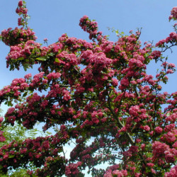 Crataegus laevigata Paul's Scarlet