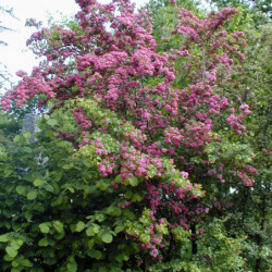 Crataegus oxyacantha 'Rosea Plena' - Aubépine