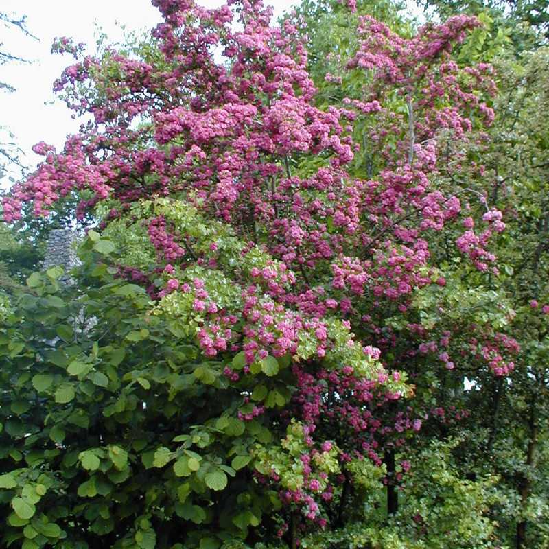 Crataegus oxyacantha 'Rosea Plena' - Aubépine