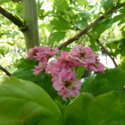 Crataegus oxyacantha 'Rosea Plena' - Aubépine