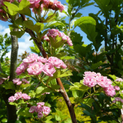 Crataegus oxyacantha 'Rosea Plena' - Aubépine