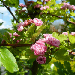 Crataegus oxyacantha 'Rosea Plena' - Aubépine