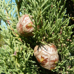 Cupressus sempervirens ‘Pyramidalis