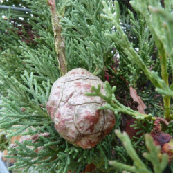 Cupressus sempervirens ‘Pyramidalis
