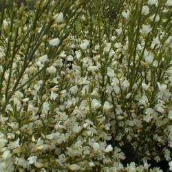 Cytisus × praecox 'Albus' - Genêt précoce