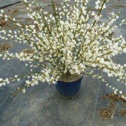 Cytisus × praecox 'Albus' - Genêt précoce