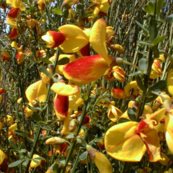 Cytisus scoparius Andreanus