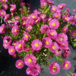 Aster dumosus ‘Jenny’