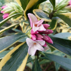 Daphne odora ‘Marianni