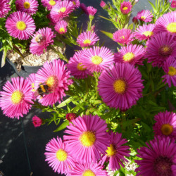 Aster dumosus ‘Jenny’