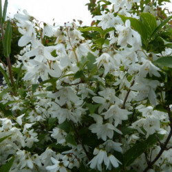 Deutzia gracilis